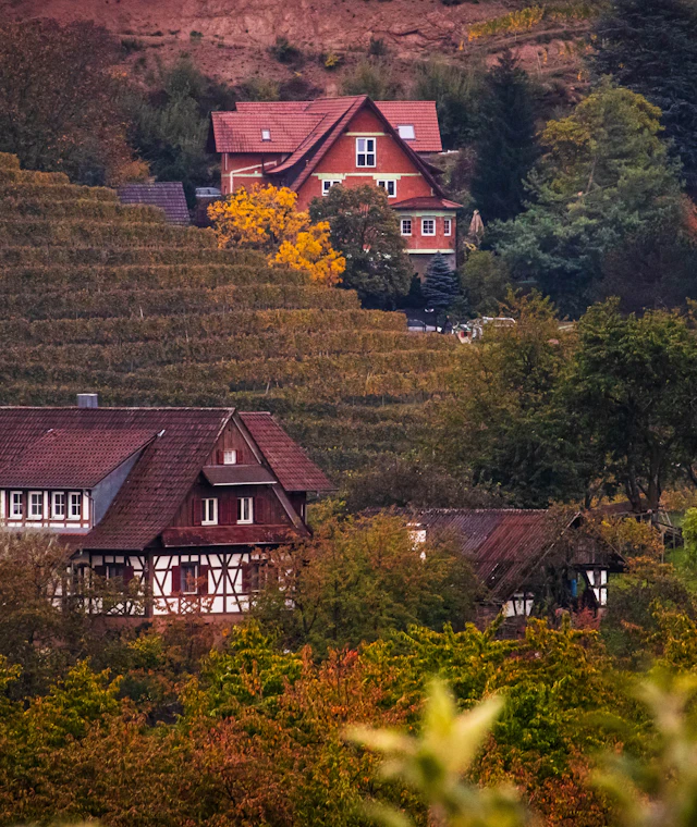 Beispielbild: Haus zwischen herbstlichen Weinhängen