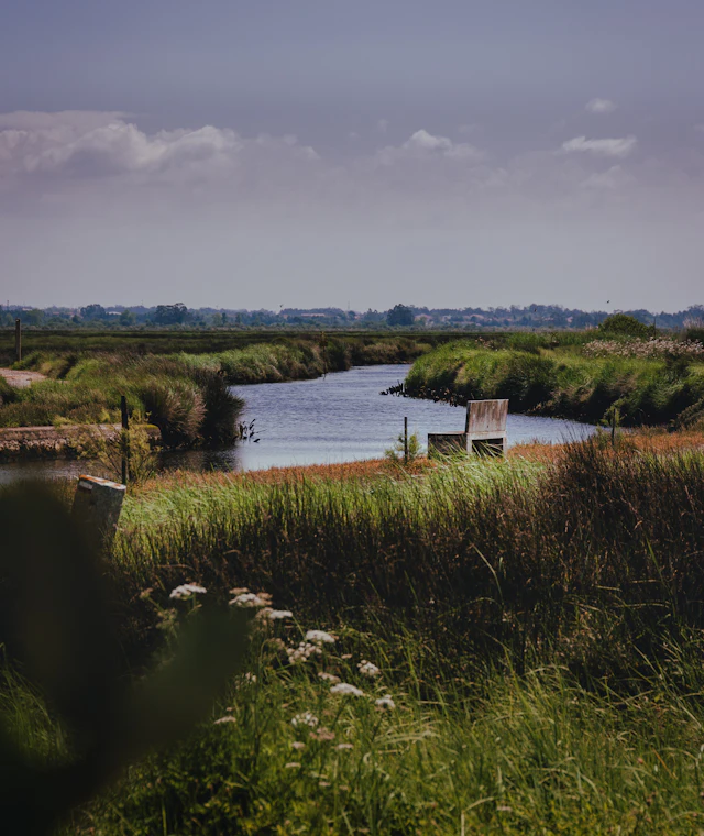 Beispielbild: Flusslandschaft mit Schilf